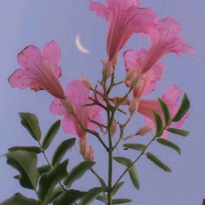 im电竞官方官网下载手机版